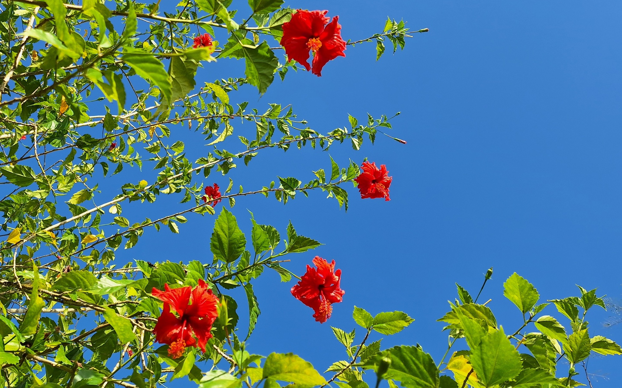 hibiscus flowers