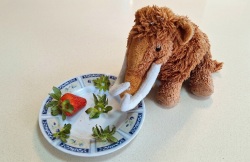 Mathy and a plate with one strawberry