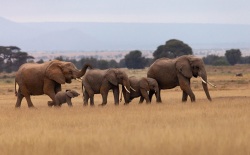 Elephants