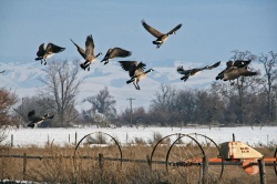 A flock of geese take off