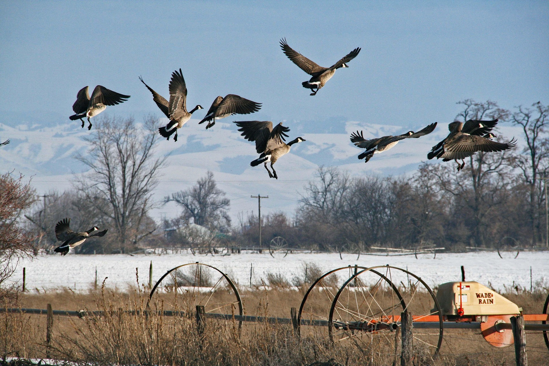 a flock of geese take off