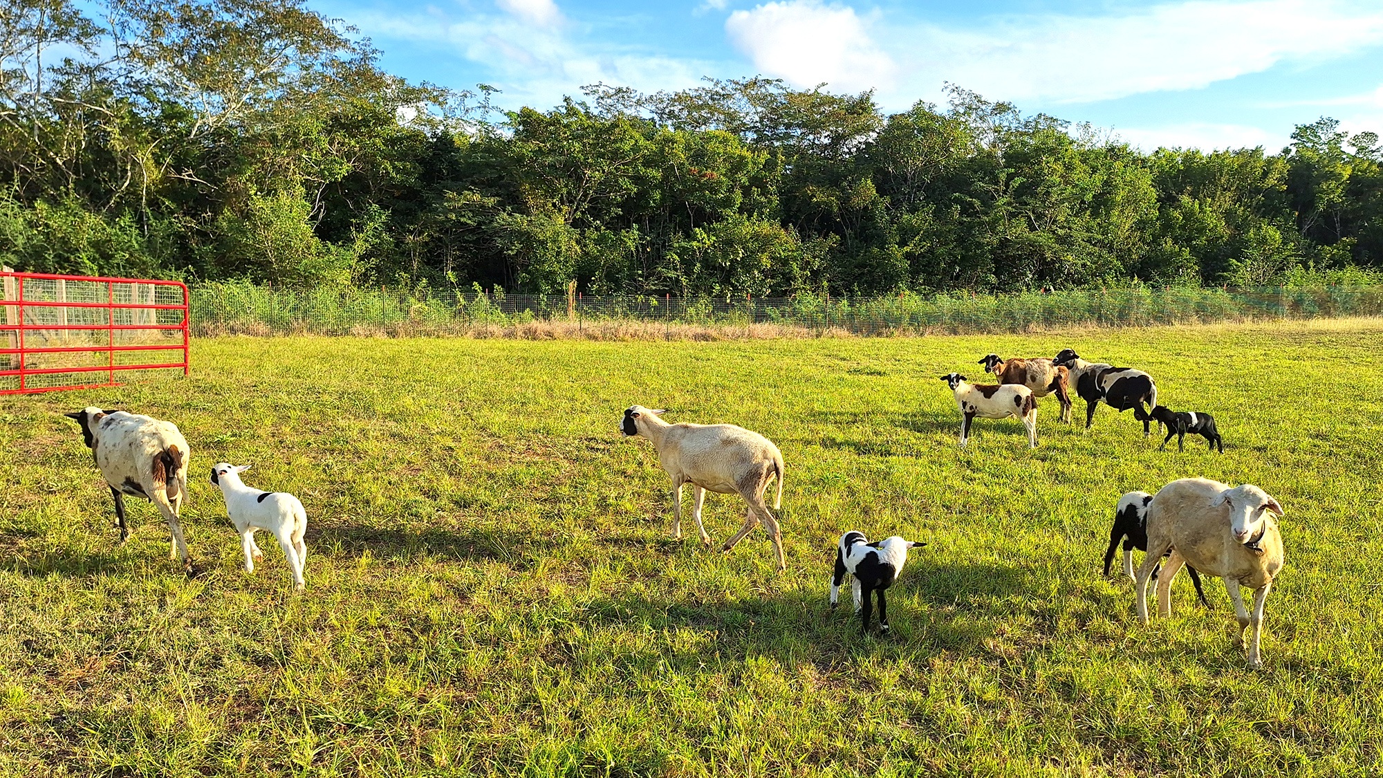 Some sheep walking towards a gate
