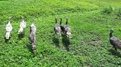 a few young turkeys