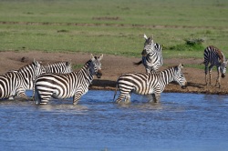 zebras at watering hole