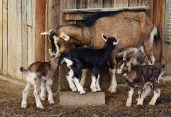 baby goats and mom