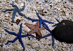 several starfish